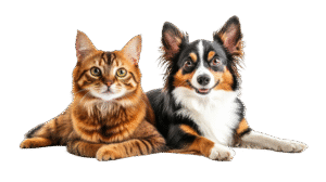 visao de gatos e caes sendo amigos